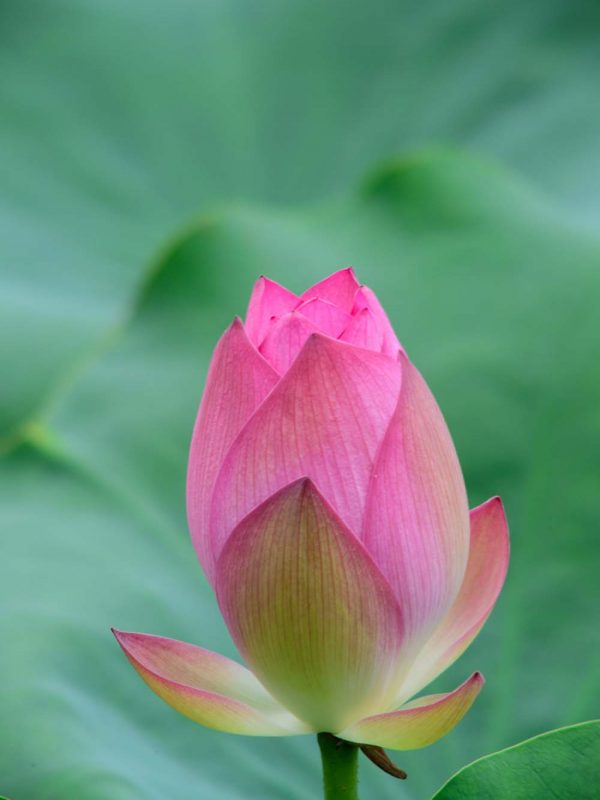 ser-unificado-expansion-conciencia-chano-farioli-serunificado-osho-expandido